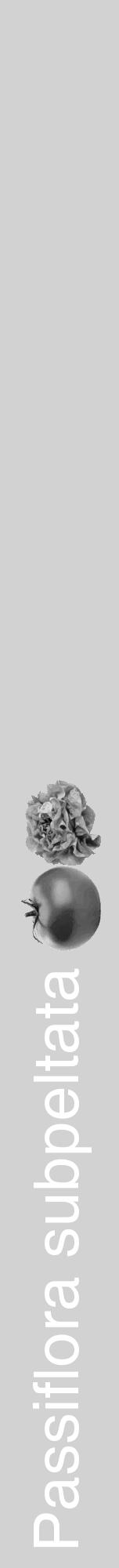 Étiquette de : Passiflora subpeltata - format a - style blanche14hel avec comestibilité simplifiée - position verticale