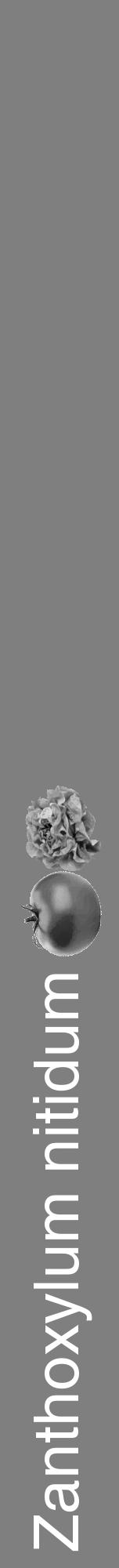 Étiquette de : Zanthoxylum nitidum - format a - style blanche31hel avec comestibilité simplifiée - position verticale