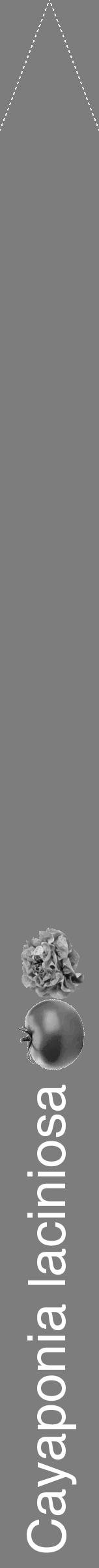 Étiquette de : Cayaponia laciniosa - format b - style blanche35hel avec comestibilité simplifiée - position verticale