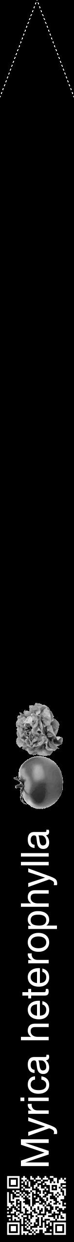Étiquette de : Myrica heterophylla - format b - style blanche59hel avec qrcode et comestibilité simplifiée - position verticale