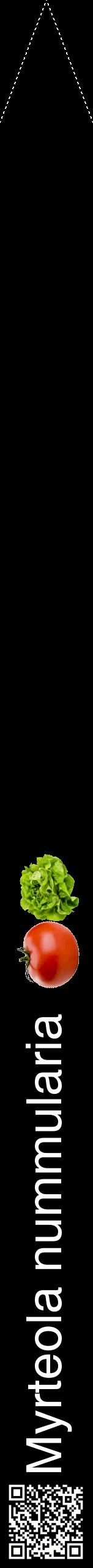 Étiquette de : Myrteola nummularia - format b - style blanche59hel avec qrcode et comestibilité simplifiée