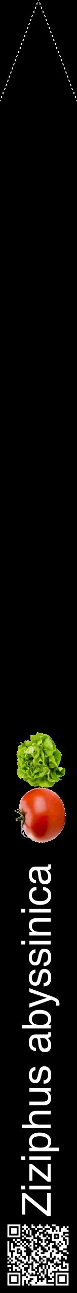 Étiquette de : Ziziphus abyssinica - format b - style blanche59hel avec qrcode et comestibilité simplifiée