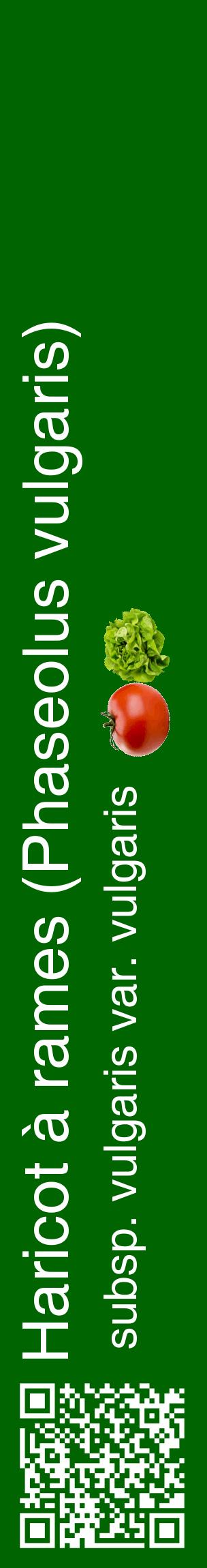 Étiquette de : Phaseolus vulgaris subsp. vulgaris var. vulgaris - format c - style blanche8_basiquehel avec qrcode et comestibilité simplifiée