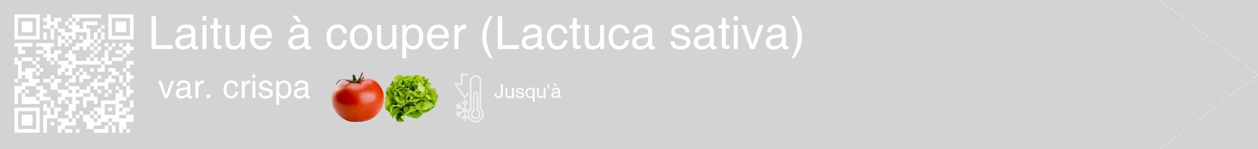 Étiquette de : Lactuca sativa var. crispa - format c - style blanche56_simple_simplehel avec qrcode et comestibilité simplifiée