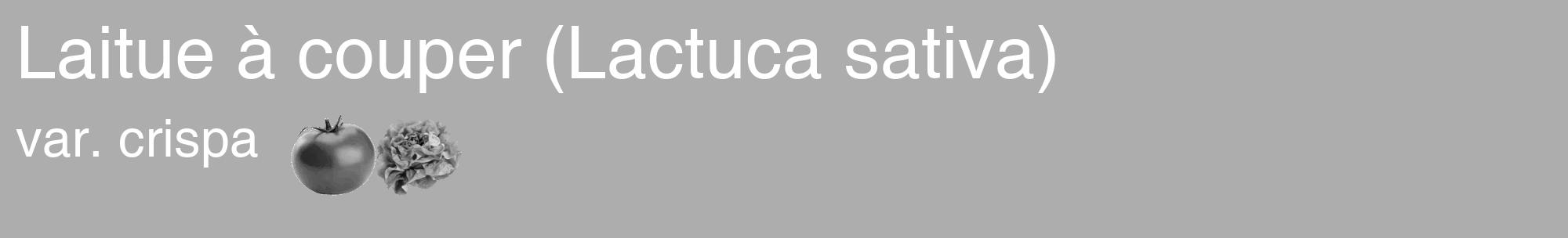 Étiquette de : Lactuca sativa var. crispa - format c - style blanche22_basique_basiquehel avec comestibilité simplifiée