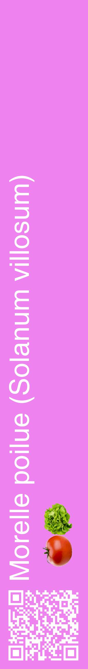 Étiquette de : Solanum villosum - format c - style blanche53_basiquehel avec qrcode et comestibilité simplifiée