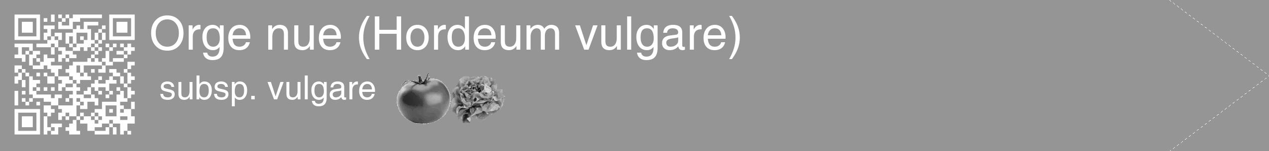 Étiquette de : Hordeum vulgare subsp. vulgare - format c - style blanche16_simple_simplehel avec qrcode et comestibilité simplifiée