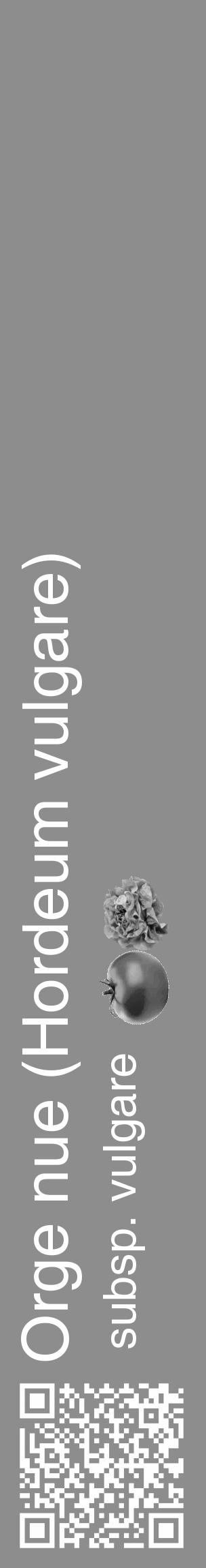 Étiquette de : Hordeum vulgare subsp. vulgare - format c - style blanche2_basique_basiquehel avec qrcode et comestibilité simplifiée - position verticale
