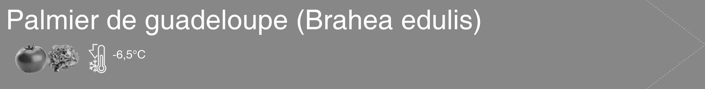 Étiquette de : Brahea edulis - format c - style blanche12_simple_simplehel avec comestibilité simplifiée