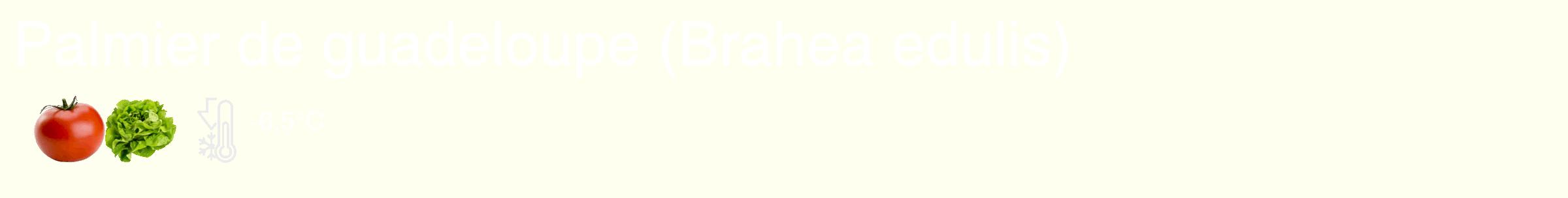Étiquette de : Brahea edulis - format c - style blanche19_simple_simplehel avec comestibilité simplifiée