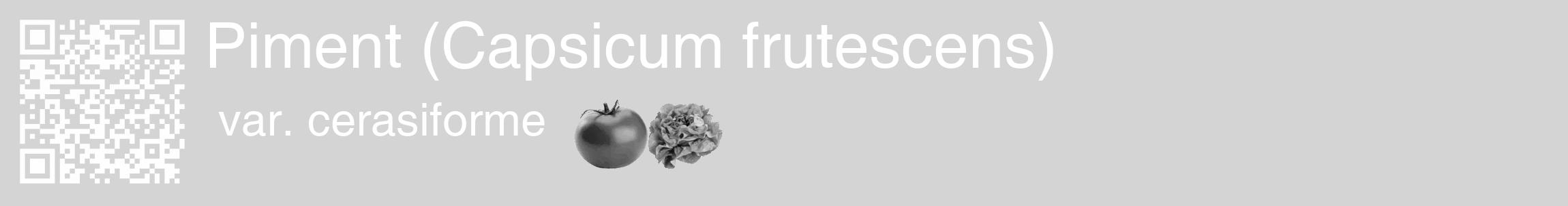Étiquette de : Capsicum frutescens var. cerasiforme - format c - style blanche40_basique_basiquehel avec qrcode et comestibilité simplifiée