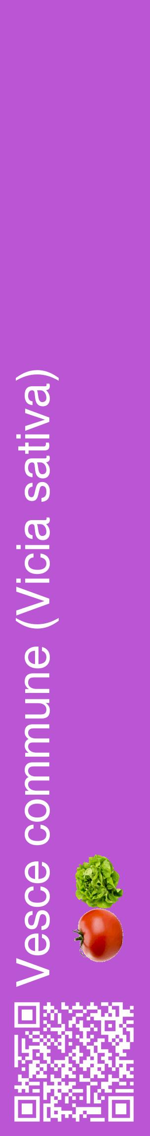 Étiquette de : Vicia sativa - format c - style blanche50_basiquehel avec qrcode et comestibilité simplifiée