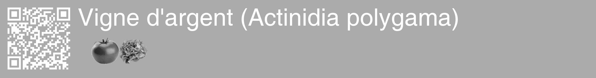 Étiquette de : Actinidia polygama - format c - style blanche37_basique_basiquehel avec qrcode et comestibilité simplifiée