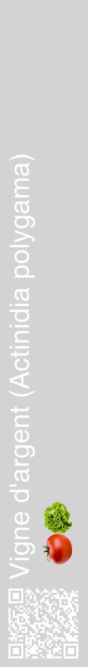 Étiquette de : Actinidia polygama - format c - style blanche56_basiquehel avec qrcode et comestibilité simplifiée
