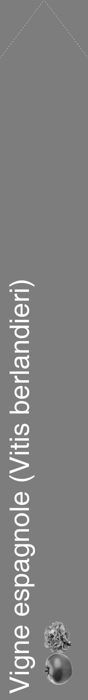 Étiquette de : Vitis berlandieri - format c - style blanche35_simple_simplehel avec comestibilité simplifiée - position verticale