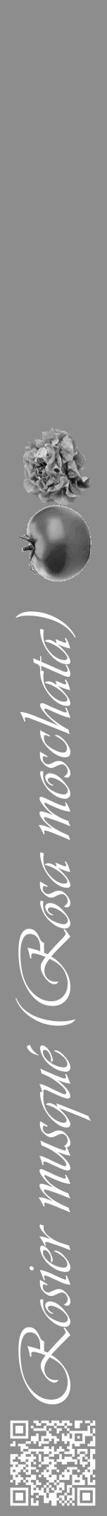 Étiquette de : Rosa moschata - format a - style blanche2viv avec qrcode et comestibilité simplifiée - position verticale