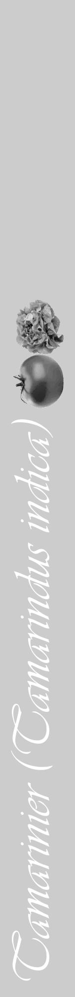 Étiquette de : Tamarindus indica - format a - style blanche0viv avec comestibilité simplifiée - position verticale
