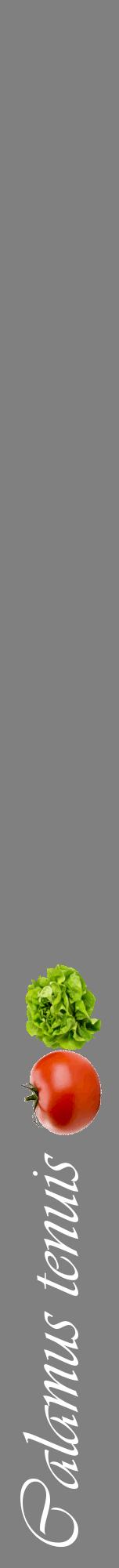 Étiquette de : Calamus tenuis - format a - style blanche57viv avec comestibilité simplifiée