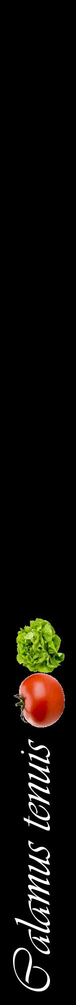 Étiquette de : Calamus tenuis - format a - style blanche59viv avec comestibilité simplifiée