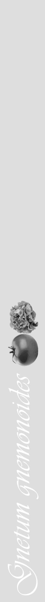 Étiquette de : Gnetum gnemonoides - format a - style blanche20viv avec comestibilité simplifiée - position verticale