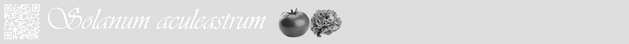 Étiquette de : Solanum aculeastrum - format a - style blanche20viv avec qrcode et comestibilité simplifiée