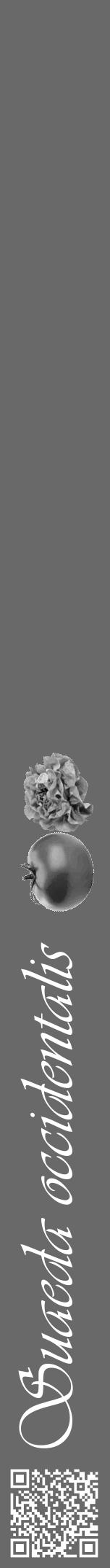 Étiquette de : Suaeda occidentalis - format a - style blanche11viv avec qrcode et comestibilité simplifiée - position verticale