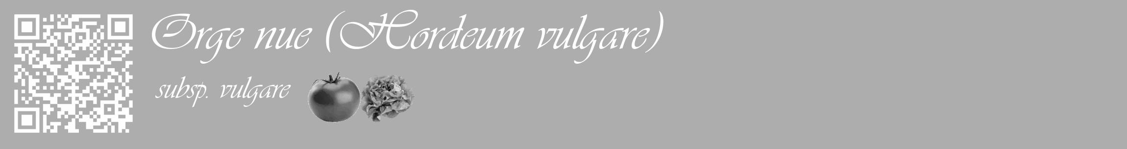 Étiquette de : Hordeum vulgare subsp. vulgare - format c - style blanche22_basique_basiqueviv avec qrcode et comestibilité simplifiée