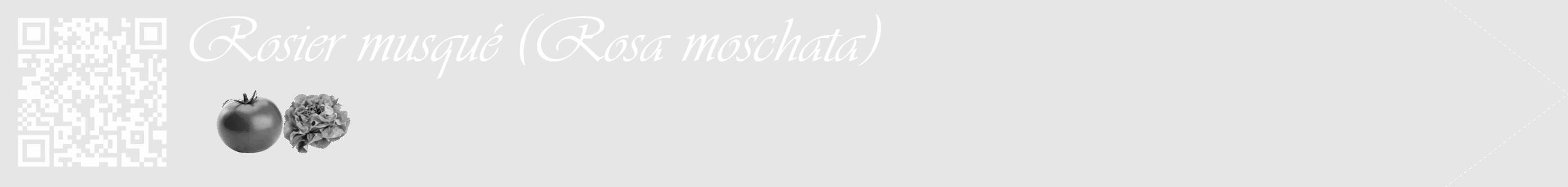 Étiquette de : Rosa moschata - format c - style blanche18_simple_simpleviv avec qrcode et comestibilité simplifiée