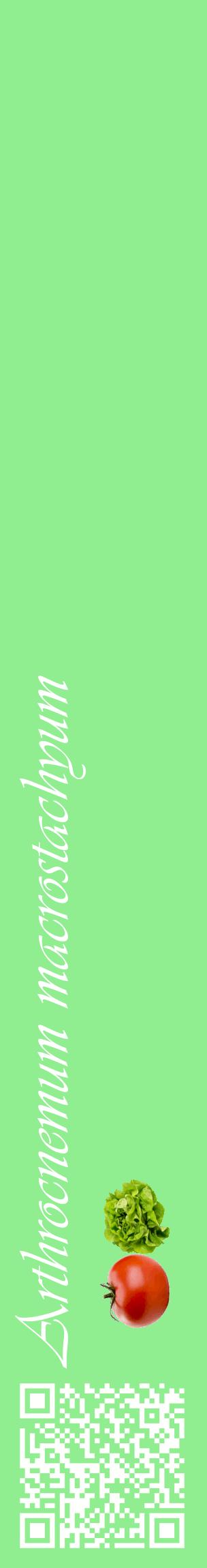 Étiquette de : Arthrocnemum macrostachyum - format c - style blanche15_basiqueviv avec qrcode et comestibilité simplifiée