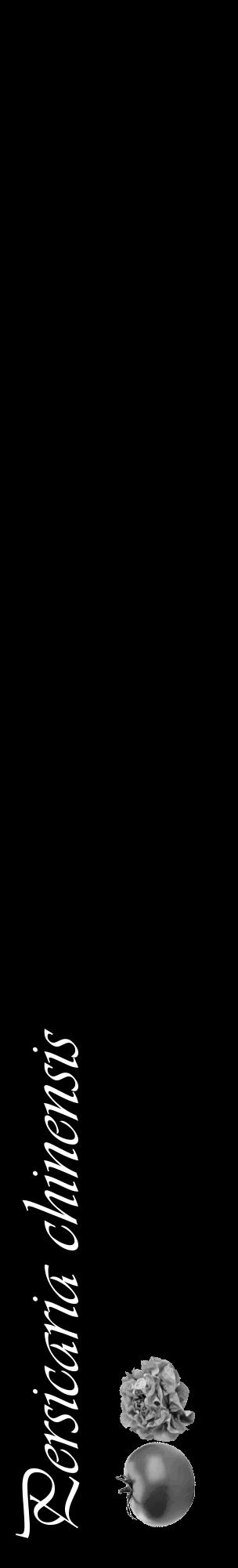Étiquette de : Persicaria chinensis - format c - style blanche59_basique_basiqueviv avec comestibilité simplifiée - position verticale