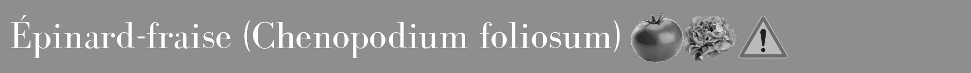 Étiquette de : Chenopodium foliosum - format a - style blanche25bod avec comestibilité simplifiée