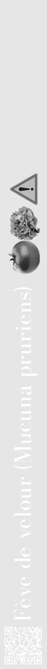 Étiquette de : Mucuna pruriens - format a - style blanche18bod avec qrcode et comestibilité simplifiée - position verticale