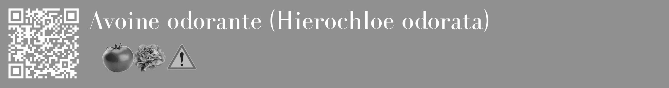 Étiquette de : Hierochloe odorata - format c - style blanche4_basique_basiquebod avec qrcode et comestibilité simplifiée