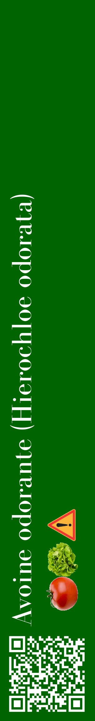 Étiquette de : Hierochloe odorata - format c - style blanche8_basiquebod avec qrcode et comestibilité simplifiée