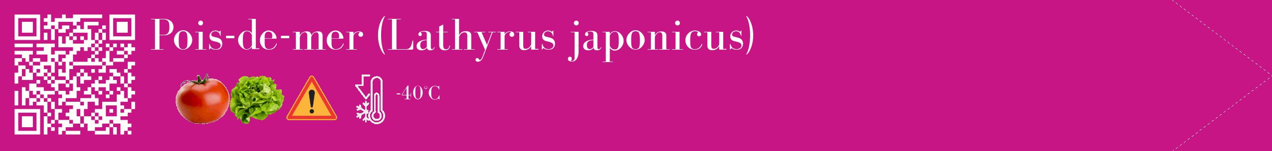 Étiquette de : Lathyrus japonicus - format c - style blanche45_simple_simplebod avec qrcode et comestibilité simplifiée