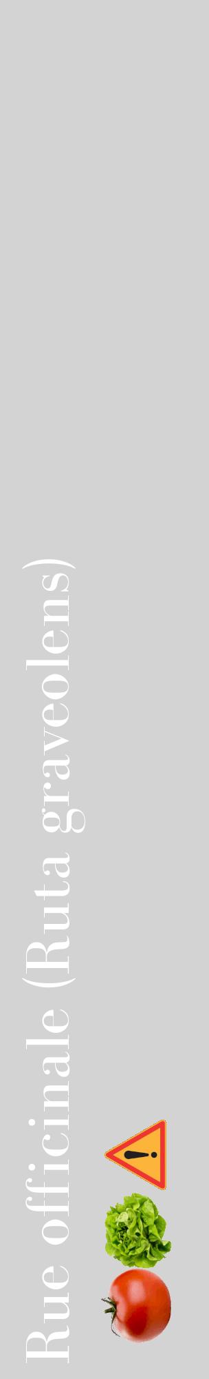 Étiquette de : Ruta graveolens - format c - style blanche56_basiquebod avec comestibilité simplifiée