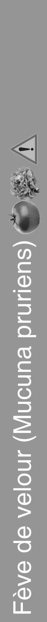 Étiquette de : Mucuna pruriens - format a - style blanche16hel avec comestibilité simplifiée - position verticale