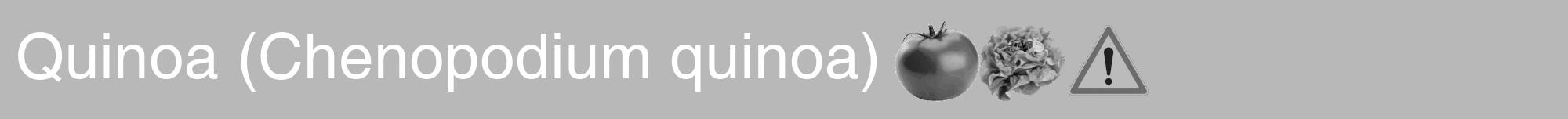 Étiquette de : Chenopodium quinoa - format a - style blanche39hel avec comestibilité simplifiée