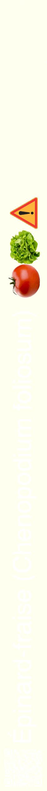 Étiquette de : Chenopodium foliosum - format b - style blanche19hel avec qrcode et comestibilité simplifiée