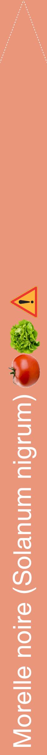 Étiquette de : Solanum nigrum - format b - style blanche37hel avec comestibilité simplifiée