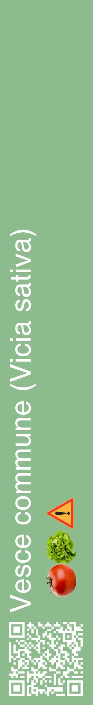 Étiquette de : Vicia sativa - format c - style blanche13_basiquehel avec qrcode et comestibilité simplifiée