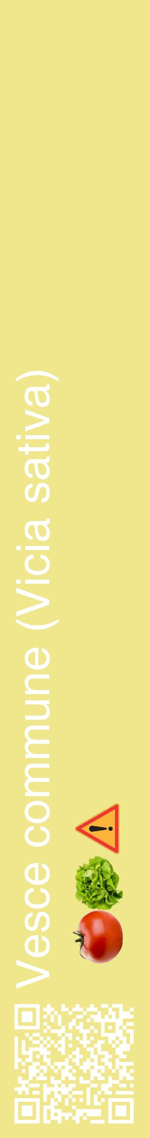 Étiquette de : Vicia sativa - format c - style blanche20_basiquehel avec qrcode et comestibilité simplifiée