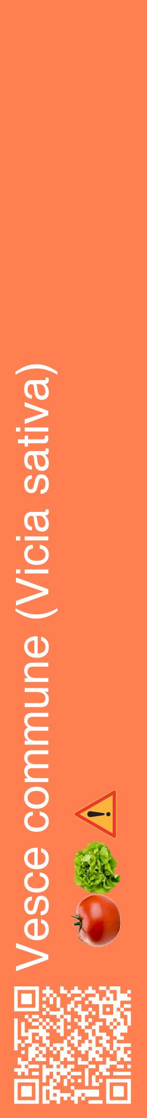 Étiquette de : Vicia sativa - format c - style blanche24_basiquehel avec qrcode et comestibilité simplifiée