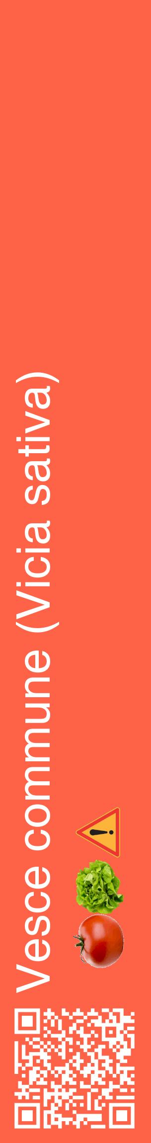 Étiquette de : Vicia sativa - format c - style blanche25_basiquehel avec qrcode et comestibilité simplifiée