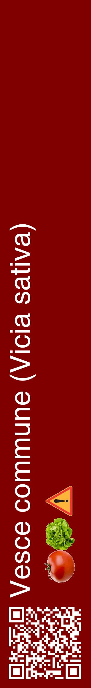 Étiquette de : Vicia sativa - format c - style blanche29_basiquehel avec qrcode et comestibilité simplifiée