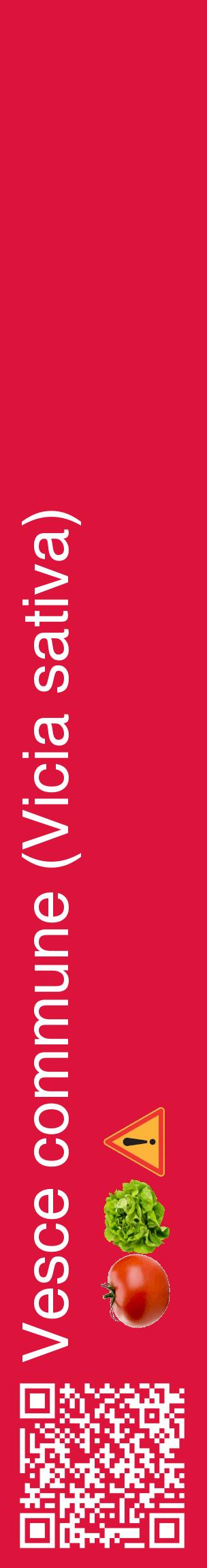Étiquette de : Vicia sativa - format c - style blanche36_basiquehel avec qrcode et comestibilité simplifiée