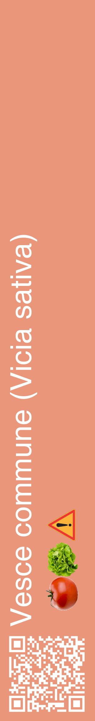 Étiquette de : Vicia sativa - format c - style blanche37_basiquehel avec qrcode et comestibilité simplifiée