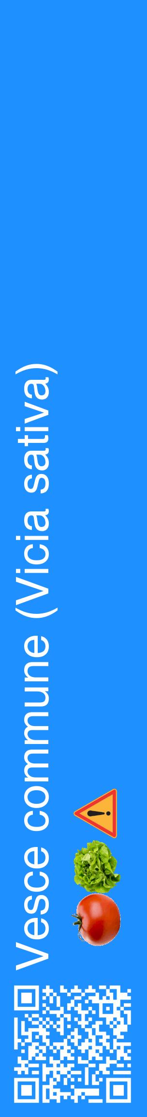 Étiquette de : Vicia sativa - format c - style blanche3_basiquehel avec qrcode et comestibilité simplifiée