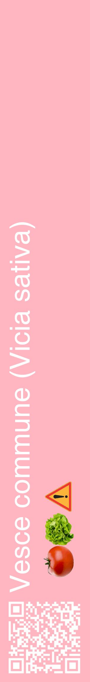 Étiquette de : Vicia sativa - format c - style blanche41_basiquehel avec qrcode et comestibilité simplifiée
