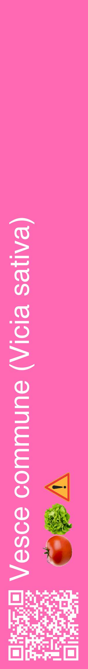Étiquette de : Vicia sativa - format c - style blanche42_basiquehel avec qrcode et comestibilité simplifiée